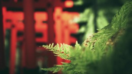   Explore Fushimi Inari