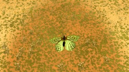  A Butterfly's Dream