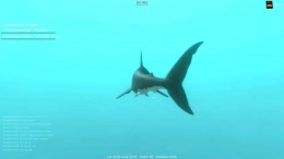 Alpha Shark  