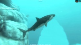   Alpha Shark