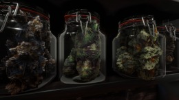  Cannabis Farmer Strain Master