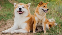 I Love Finding Pups  PC