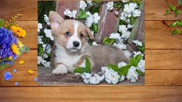   I Love Finding Pups
