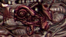 Navicula Meatus  PC
