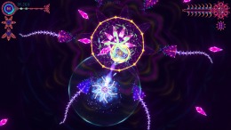   NIDUS