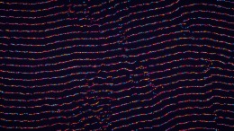  Parametric Creature: Lab