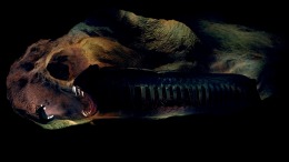   Scarenoid