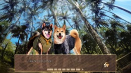  A Summer with the Shiba Inu