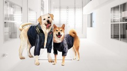 A Summer with the Shiba Inu  PC