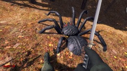   Forest spiders