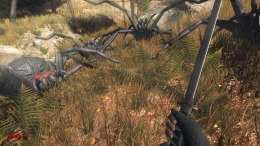   Forest spiders