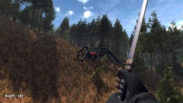   Forest spiders