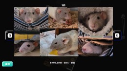  Squeakross: Home Squeak Home