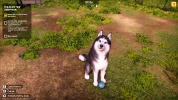 Animal Shelter 2  