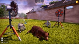   Animal Shelter 2