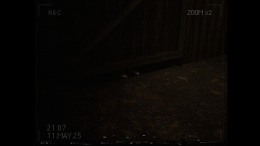  What Happened to Lily?