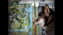   Tsugunohi -Pocky dogs adventure