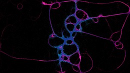 Локация PHYSARUM: Slime Mold Simulator