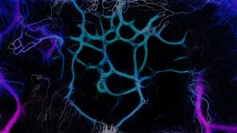 PHYSARUM: Slime Mold Simulator стрим