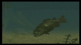 Black Bass with Blue Marlin 