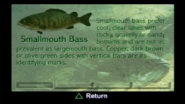   Black Bass with Blue Marlin