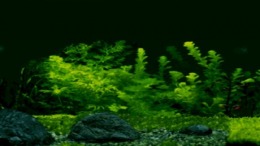 ������� Fish Eyes