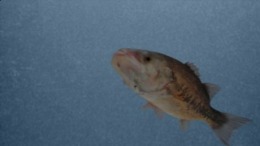 Fish On! Bass �����