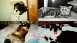 �������� Mainichi Neko Youbi