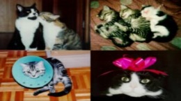 Mainichi Neko Youbi��� PS1