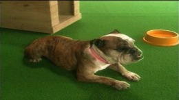 ������� Motto! Nyan to Wonderful 2