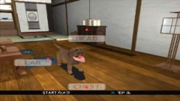 ������� Pet in TV with my dear dog