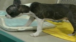 ������� ��� Simple 1500 Jitsuyou Series Vol.15 - Inu no Kaikata - Sekai no Inu Catalog