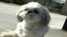 Simple 1500 Jitsuyou Series Vol.15 - Inu no Kaikata - Sekai no Inu Catalog �����