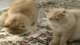 ����������� ���� Simple 1500 Jitsuyou Series Vol.16 - Neko no Kaikata - Sekai no Neko Catalog