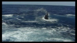 The Blue Marlin ��� PlayStation 1