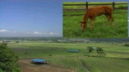 Turf Wind '96 - Take Yutaka Kyousouba Ikusei Game �����