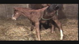 Winning Post EX ��� PlayStation 1