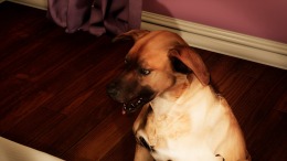 ����������� ���� Boogeyman 2