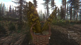 �������� Mushroom Challenge