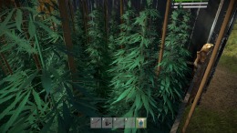 �������� Weed Farmer Simulator