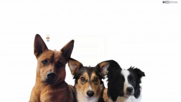 Smack Talk �����