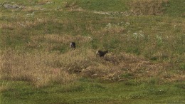 �������� Way of the Hunter 2