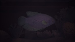�������� Halu - The Fish