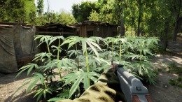 Forest Doesn�t Care �� ���������