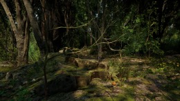 ������� Forest Doesn�t Care