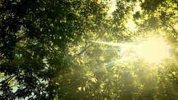 Wordless Forest �����