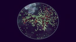 ����������� ���� Substrate: Emergence